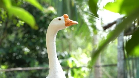 White Goose Alert Looking Around In Rural Garden 4K Stock Footage 322148065