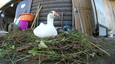 White goose and two gray gooses are sitting in the nest near the house Stock Footage 106703501