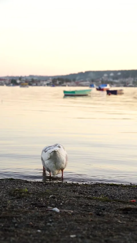 White Goose Bathing and Dipping Its Head in Water. Stock Footage 328093422