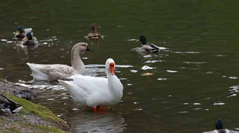 White goose bathing and preening on the pond Vídeos de archivo 61289718