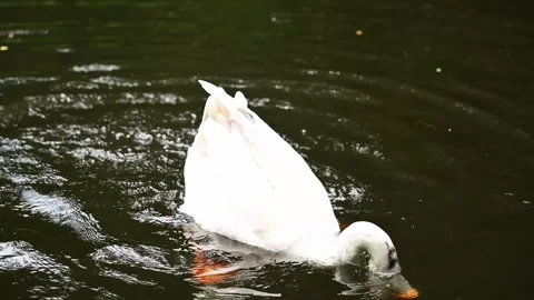 A white goose bathing in a lake surrounded by lush green garden. Stock Footage 319297080
