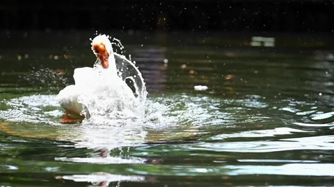 A white goose bathing in a lake surrounded by lush green garden. Stock Footage 319297098