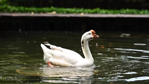 A white goose bathing in a lake surrounded by lush green garden. Stock Footage 319297180