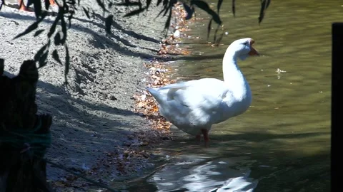White goose on the beach Stock Footage 138222982