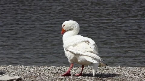 White goose on the beach Stock Footage 237015070