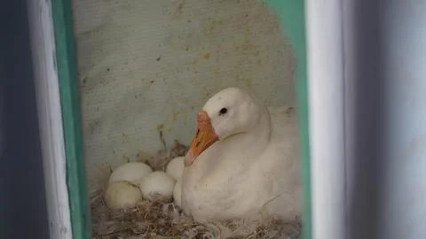 White Goose Brooding Eggs in a Cozy Farm Nest Stock Photos