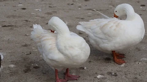 White goose cleans its feathers. Stock Footage 127525518