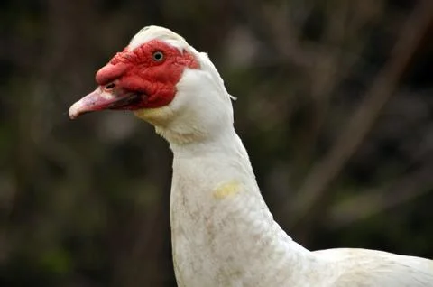 White goose close up Stock Photos