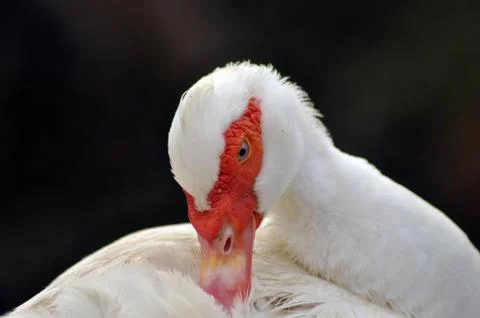 White goose close up Stock Photos