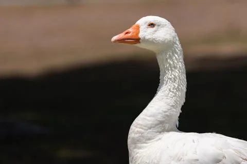 White Goose Close Up Stockfoto's