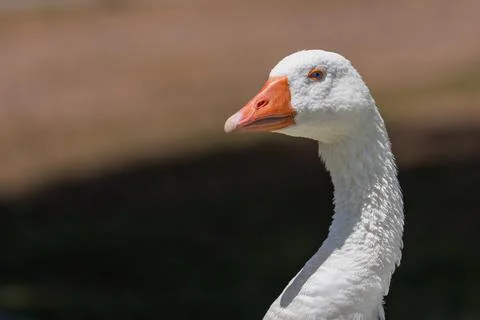 White Goose Close Up Stock Photos