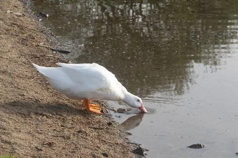 White goose drinking Stock Photos