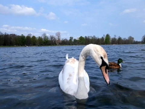 White goose eating bread and swimming in water at nature outdoor. Stock Footage 123827674