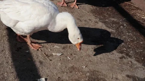 White goose eating in a farm yard on a sunny day Stock Footage 310048022