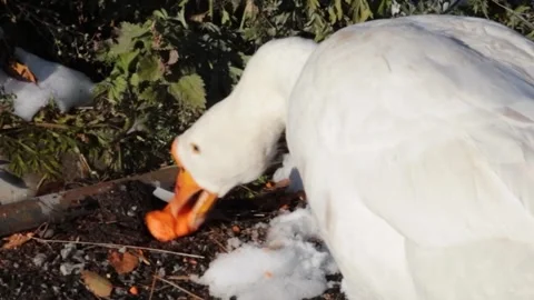 White goose eats carrot outside on sunny winter day Stock Footage 309315455