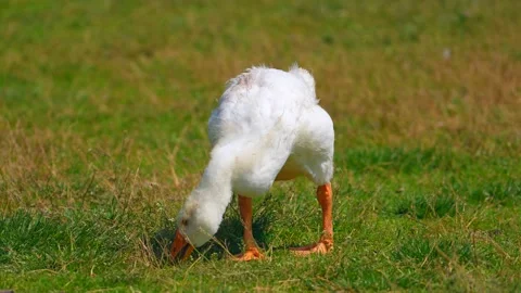 White goose eats grass on the field. Meadow near village. Farm animal. Farm bird Stock Footage 243257491