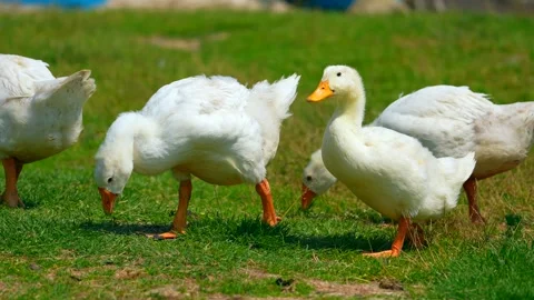 White goose eats grass on the field. Meadow near village. Farm animal. Farm bird Stock Footage 264104023