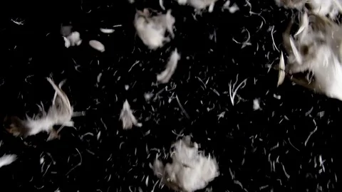 White goose feathers falling and swirling on black background, high frame rate Stock Footage 71690107