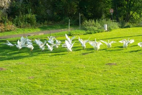 White goose flock on a farm Stock Photos