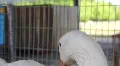 White goose HD Footage