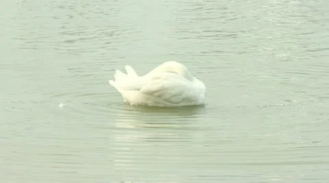 White Goose Stock Footage 10564914