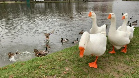 White goose Stock Footage 120012043