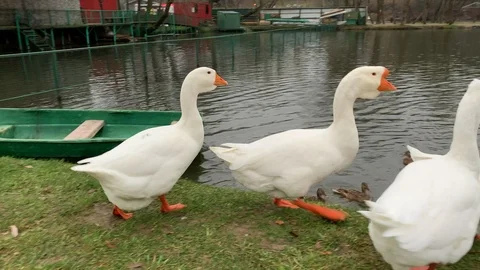 White goose Stock Footage 120012260