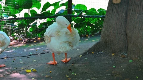 White goose 스톡 동영상 246188650