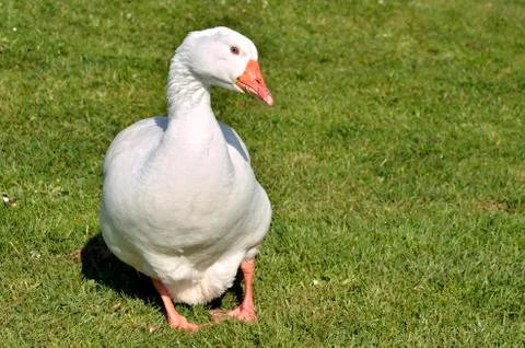 White goose on grass Stock Photos