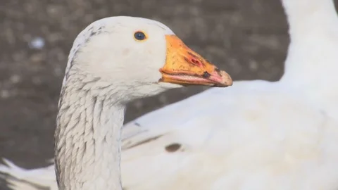 White  Goose Head with Orange Beak Stock Footage 86059009