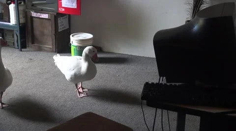 White Goose inside and office with desk and computer Vídeos de archivo 45630754
