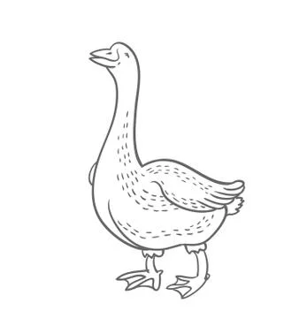 White Goose isolated on white background, goose hand drawn Stock Illustration