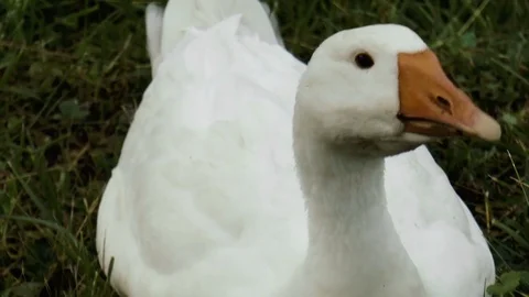 White goose on the lawn Stock Footage 78311937