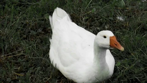 White goose on the lawn Stock Footage 78663222