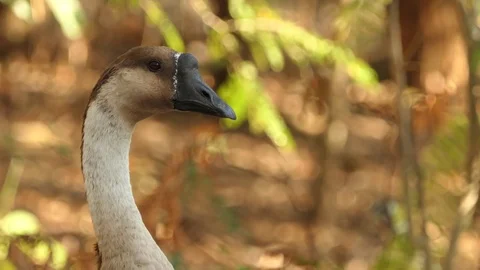 White goose looking., 4k video Stock Footage 84670467