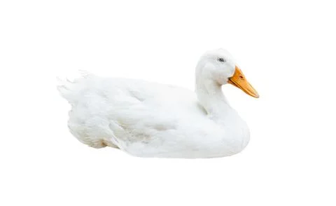The white goose lying isolated Stock Photos
