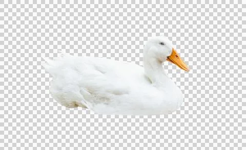 The white goose lying isolated Stock Photos