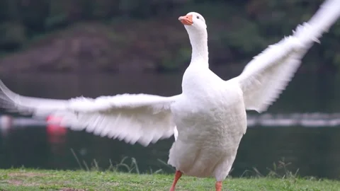 White goose majestically flapping wings in slow motion Video stock 345515986