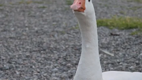 White goose moving its head in different positions Vidéo 310309608