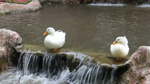 White goose on the ornamental pool Stock Footage 139566041
