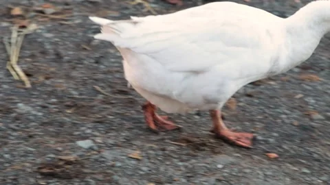 White goose paws close up. duck walking on gravel path in rural area Stock Footage 309321894