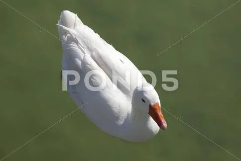 White goose Stock Photos