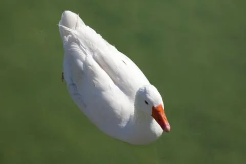 White goose Foto stock