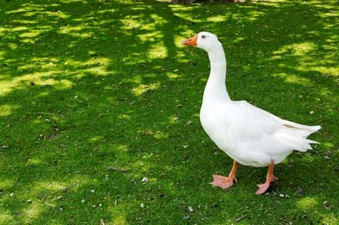 White goose Stock Photos