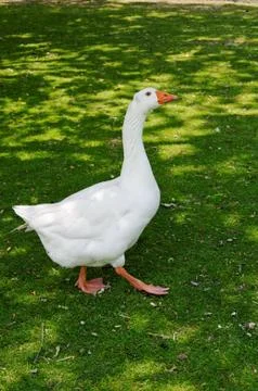 White goose Stock Photos