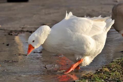 White goose Stock Photos