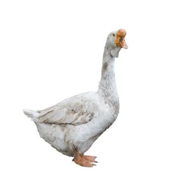 White goose Stock Photos