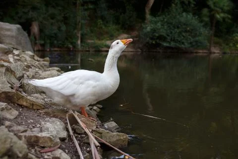 White goose Stock Photos