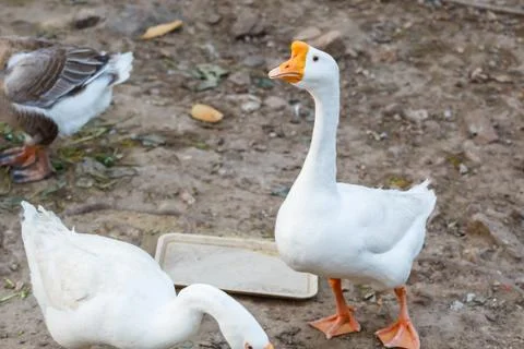White goose Stock Photos