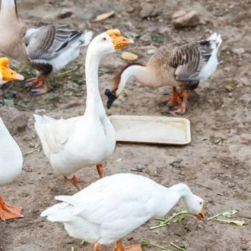 White goose Stock Photos
